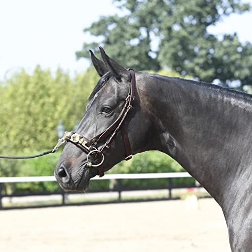 Kappzaum PROFESSIONAL