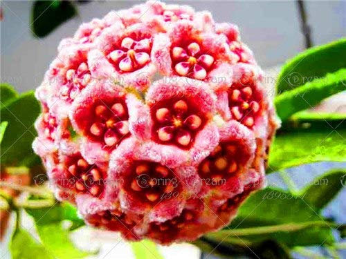 20Pcs / Bag Ortensia Flowe Ortensia, Hydrangea Fiore 12 Colori, la crescita Naturale giardino Della casa del seme Ing Fiore: 12