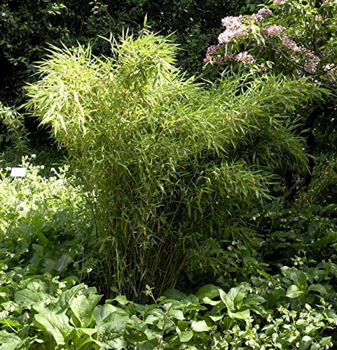 Gartenbambus Jumbo 60-80cm - Fargesia murielae