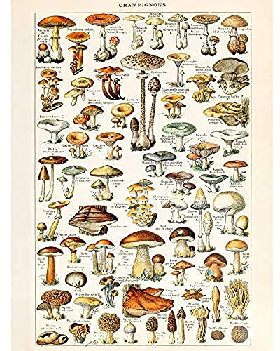 Millot Encyclopedia Page Mushrooms Fungus Unframed Wall Art Print Poster Home Decor Premium Seite Wand Zuhause Deko