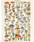 Millot Encyclopedia Page Mushrooms Fungus Unframed Wall Art Print Poster Home Decor Premium Seite Wand Zuhause Deko