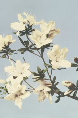 Japanese azaleas: beautiful Japanese azaleas flower journal, 120 pages, ideal for the writer in your life