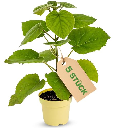 Blauglockenbaum Paulownia Nordmax 21® P. tomentosa x P. fortunei schnellwachsend - auch bekannt als Kiri-Baum, Kaiserbaum mit blauvioletten & glockenförmigen Blüten als CO2 Baum (5x 15 cm-Topf)