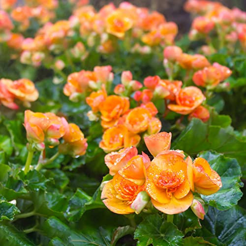 Begonien/Begonie/Begonia Samen|Blumensamen Balkon Nachhaltige Geschenke Bonsai Baum Samen Blumensamen Gastgeschenk BlüTen FrüHlingsblumen-50stüCk(Orange)