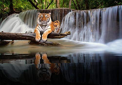 wandmotiv24 Fototapete liegender Tiger Wasserfall, XXL 400 x 280 cm - 8 Teile, Wanddeko, Wandbild, Wandtapete, Wald Dschungel Bäume Tier M6544