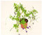 Pianta Duranta Repens - Dimensione Vaso Vaso 18cm, Colori Disponibili Viola