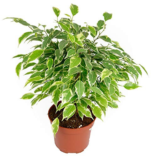 Ficus Kinky, im 12cm Topf, Birkenfeige, 20 cm hoch