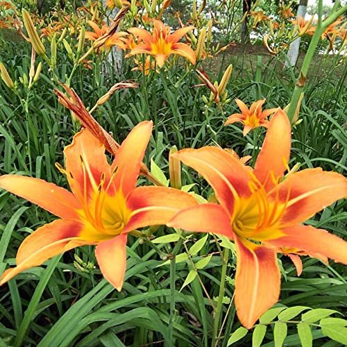 Haloppe 100 Unids Hemerocallis Flores Plantas Semillas para la Plantación de Huertos, Daylily Semillas Amarillo-naranja Hemerocallis Fulva Bareroot Semillas para Jardín Semillas