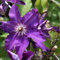 Waldrebe 'The President' - Clematis ‘The President' - 50-60 cm Topf