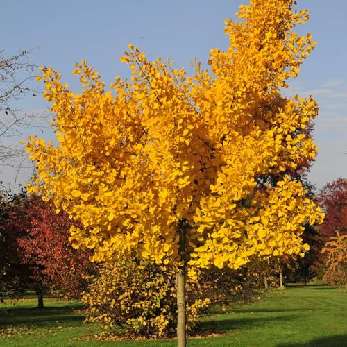 Pianta vera di Ginkgo biloba Autumn Gold