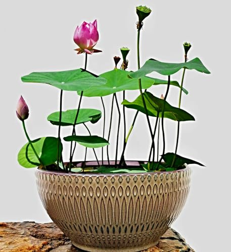 15 Samen Nelumbo nucifera, chinesische Mini Lotusblume, Bowl Lotus, Schüssel Lotus