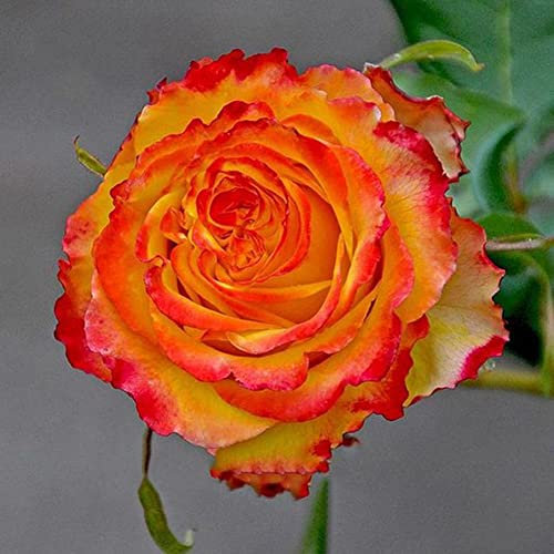 Haloppe 50 Unids Rose Tree Flores Plantas Semillas para Home Garden Planting, Fragante Rose Tree Seeds Flower Planting Potted Bonsai Garden Yard Decor Semillas de rosal