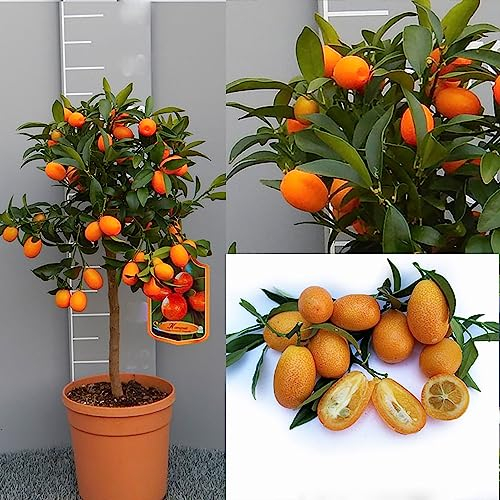 SAVINI VIVAI Kumquat Plante, Mandarin Chinois Kumquat Agrumes en Pot de 20 cm Hauteur 70 cm 2-3 Ans de Greffage, Fabriqué en Italie