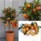 SAVINI VIVAI Kumquat Plante, Mandarin Chinois Kumquat Agrumes en Pot de 20 cm Hauteur 70 cm 2-3 Ans de Greffage, Fabriqué en Italie