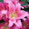 Lilienzwiebeln orientalische Lilie Lilium Zwiebeln Onion Knollen Winterhart Frische mehrjährig duftenden Prachtblüten Hochgewachsene Lilie (Praiano)