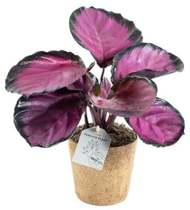 Calathea roseopicta Rosy 'M' – Exotische Zimmerpflanze mit Rosa Akzenten, Pflegeleicht, Luftreinigend & Dekorativ für Ihr Zuhause