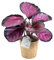 Calathea roseopicta Rosy 'M' – Exotische Zimmerpflanze mit Rosa Akzenten, Pflegeleicht, Luftreinigend & Dekorativ für Ihr Zuhause