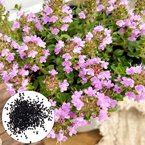 50 Unids Semillas de Tomillo Rastrero Rojo Semillas de Flores para Plantar Riego Medio Semillas de Flores Silvestres Resistentes al Frío Semillas de Flores Silvestres Perennes Semillas de Jardinerí