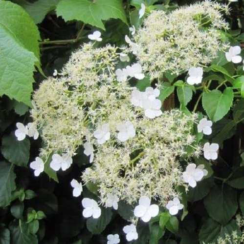3 x Hortense - Hortensia Petiolaris | compra 3 / paga 2 – Maceta de 1.5 litro (Planta trepadora - Planta adulta) - Resistente a las heladas: excelente | ClematisOnline