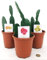 POWERS TO FLOWERS - OPUNTIA, FICO D'INDIA TRIS: A FRUTTO ARANCIO, ROSSO E GIALLO, 3 PIANTE, Vaso 13cm diametro, piante vere