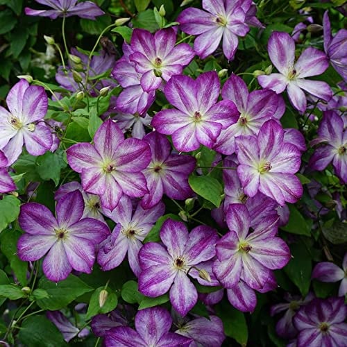 GardenersDream Clematis Pernille - Weiße Kletterpflanzen Winterhart - Clematis Winterhart Mehrjährig Pflanze - Balkon Pflanzen Dänische Züchtung