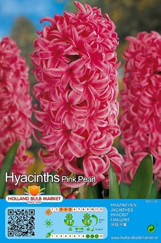 Hyazinthenzwiebeln : Hyacinthus - Hyazinthe Pink Pearl duftend 3 Blumenzwiebeln