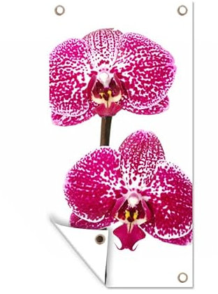 MuchoWow Outdoor-Poster Poster Wanddeko draußen Deko Garten Gartenposter 40x80 cm Orchidee rosa