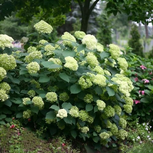 Plant Theory Lime Rickey Sevenbark Hydrangea Arborescens Shrub Plant 2L Pot