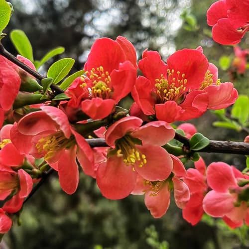 400 pcs begonien pflanzen samen blumen garten pflanzen für draußen begonie hängend samen - Malus spectabilis - blumen samen mehrjährige kübelpflanzen blumen samen plants wildblumenwiese
