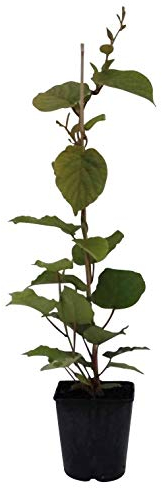 Tomuri männliche Kiwi Pflanze Befruchtersorte Actinidia chinensis ca. 40-60 cm 3,5 Liter Topf