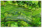 Postereck - 3817 - Reisfeld, Asien Landschaft Natur Grün Terrasse - Wandposter Fotoposter Bilder Wandbild Wandbilder - Poster - 4:3-81,0 cm x 61,0 cm