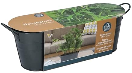 Extragoods Saatset Anzuchtsset Zinkwanne Mini Palme Landhausstil Bergpalme Zimmerpflanze, Grün