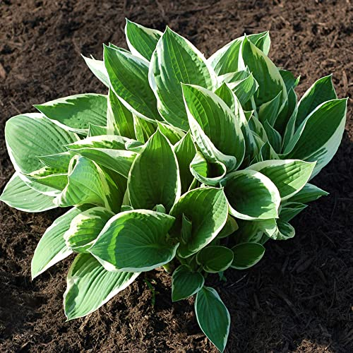 Funkien Hosta Pflanze Samen Bodendecker Winterhart MehrjäHrig Stauden Blumensamen Exotische Pflanzen Seltene Hochbeet Samen Blumenwiese Balkonblumen Weiß Blumen Deko Pflanzensamen 100 Hostas Saatgut