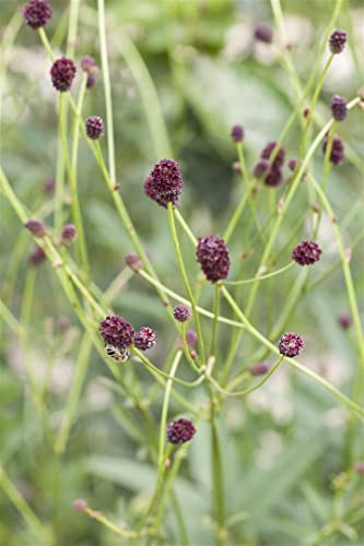Sanguisorba officinalis ca. 9x9 cm Topf - Großer Wiesenknopf, dunkelrote Blüten, Blütezeit Juni-September, ideal für naturnahe Gärten, bienenfreundlich