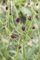 Sanguisorba officinalis ca. 9x9 cm Topf - Großer Wiesenknopf, dunkelrote Blüten, Blütezeit Juni-September, ideal für naturnahe Gärten, bienenfreundlich