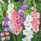 Gladiolen zwiebeln,Blumenzwiebeln Winterhart mehrjährig,Gladiolen mehrjährig Winterhart,gladiolen Knollen,Gladiolen halter,gladiolen blumen,Seltene Pflanzen,Dekorative Blumen.-15zwiebeln-I