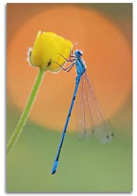 GLJXFP Insektenposter Libelle und Blume, dekoratives Gemälde, Leinwand, Wandposter und Kunstdruck, modernes Familienschlafzimmer, Dekoration, Poster, 30 x 45 cm