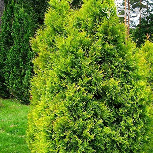(50 seeds) Thuja Occidentalis Aurea/American Golden Arborvitae: Only Seeds