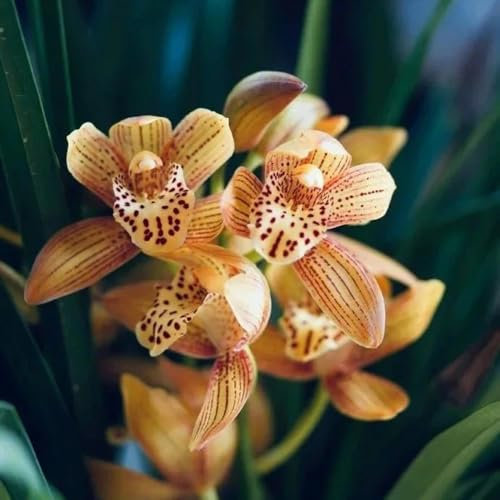 cymbidium orchidee pflanze samen - gewächshaus balkon blumendeko blumen gewächshaus balkon,winterharte kübelpflanzen sommerblumen samen,steingartenpflanzen winterhart outdoor pflanzen 55pcs