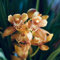 cymbidium orchidee pflanze samen - gewächshaus balkon blumendeko blumen gewächshaus balkon，winterharte kübelpflanzen sommerblumen samen，steingartenpflanzen winterhart outdoor pflanzen 55pcs
