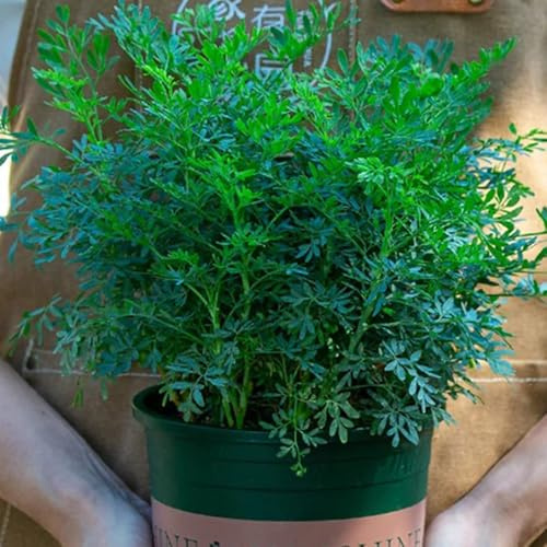 semi di ruta, Ruta graveolens, giardino prodotti sostenibili seminare vecchie varietà resistenti per il giardino 400pcs