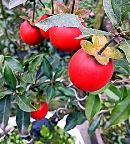 Portal Cool Persimmon, Rare Diospyros cathayensis, Kaki-Baum und Bonsai 50 Samen, Ges