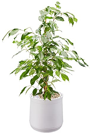 AIRY Pot M mit Birkenfeige & 6-L Airy Base Substrat • Natürlicher Luftreiniger filtert Schadstoffe, Allergene & Gerüche • Ideal für Räume mit ca. 20qm • Made in Germany, 2302-608 antikweiss-antikweiss