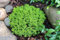 Hebe 'Emerald Gem' / 'Green Globe' | Hardy, Evergreen | Supplied in 9cm Growers Pot