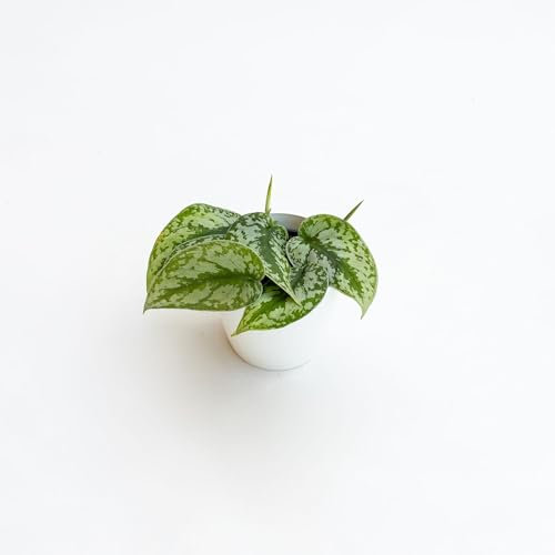 Pothos pictus Trebie