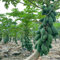 semillas de papaya árboles frutales enanos jardín de hierbas plantas en macetas resistentes al exterior Árboles frutales columnares, plantas resistentes al invierno para balcones 10pcs