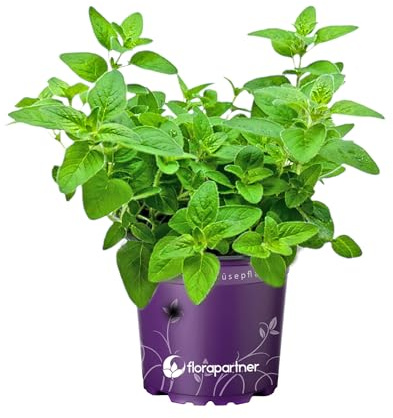 Oregano Pflanze Origanum vulgare Kräuter Pflanze 1stk.