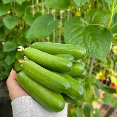 50 pcs gurken samen bio gemüsepflanzen jungpflanzen winterharte kübelpflanzen gurkensamen,Cucumis sativus kräuter pflanzen bonsai topf heilkräuter ausgefallene geschenke wintergemüse