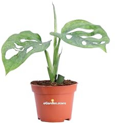 Pianta di Monstera Monkey Leaf pianta di Monstera Adansonii pianta da interno pianta ornamentale di Monstera Monkey pianta vera venduta da eGarden.store (Vaso 6 cm)