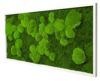 Moosbild Wandbild mit Moos Pflanzenbilder Wanddeko Poster Bild mit Moos Dekobilder Wanddekoration Natur 100x35 cm weiß